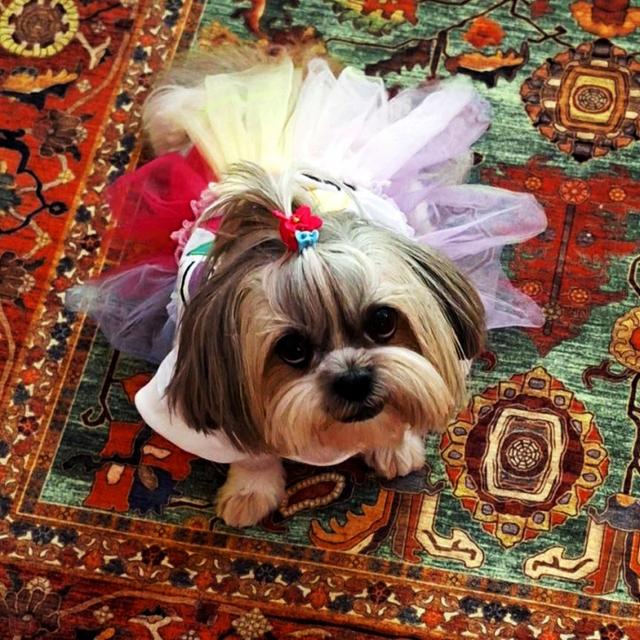 عکس فرش نکیسا