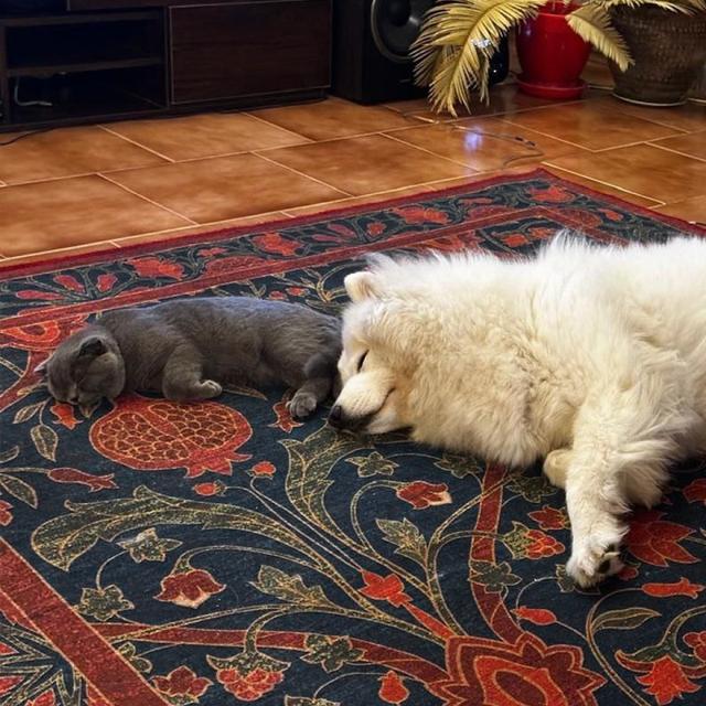 عکس فرش انار