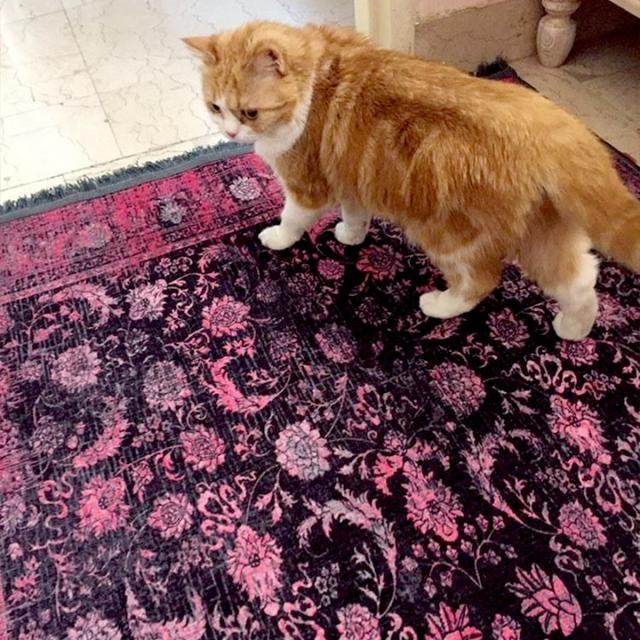 عکس فرش آوینا