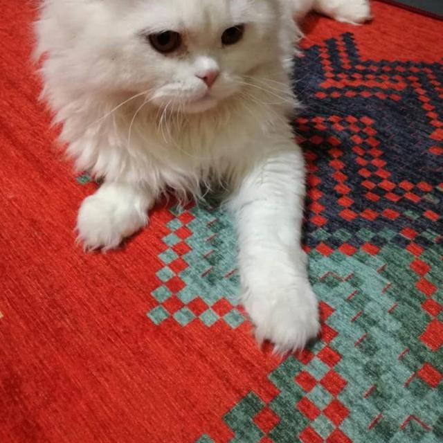 عکس فرش هیوا