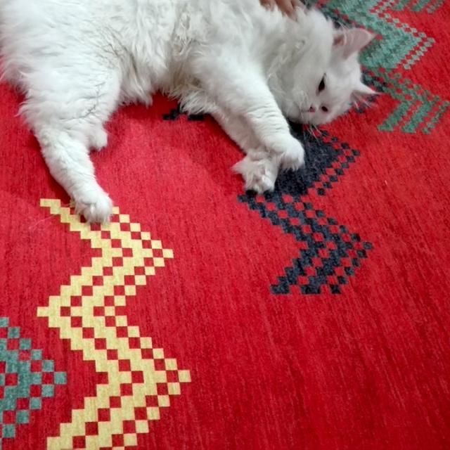 عکس فرش هیوا