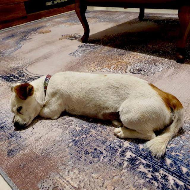 عکس فرش سابرینا