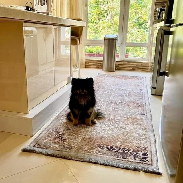 عکس فرش سیلوانا