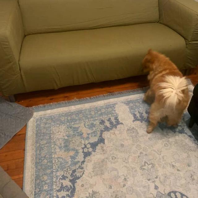 عکس فرش دالاهو