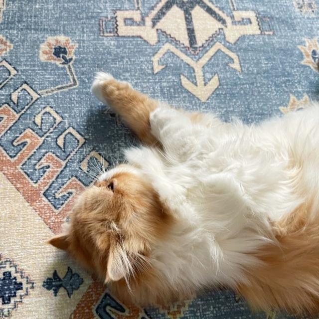 عکس فرش البرز