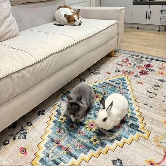 عکس فرش فرح