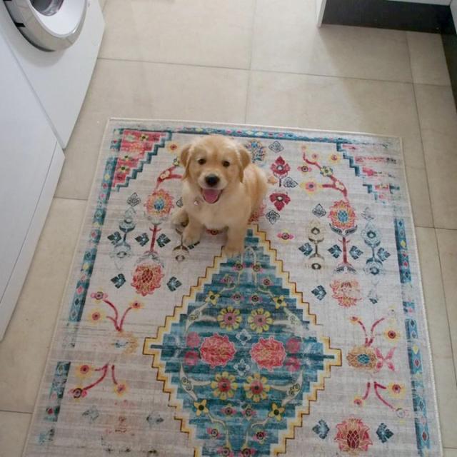 عکس فرش فرح