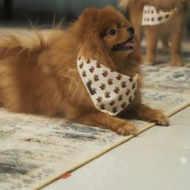 عکس فرش یارا