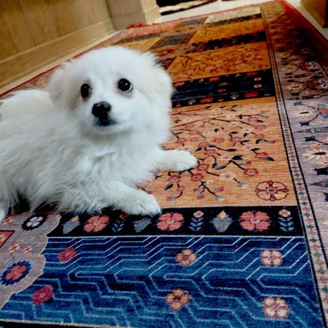 عکس فرش ترنم