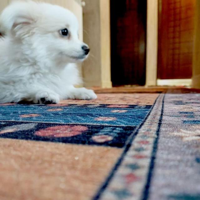 عکس فرش ترنم